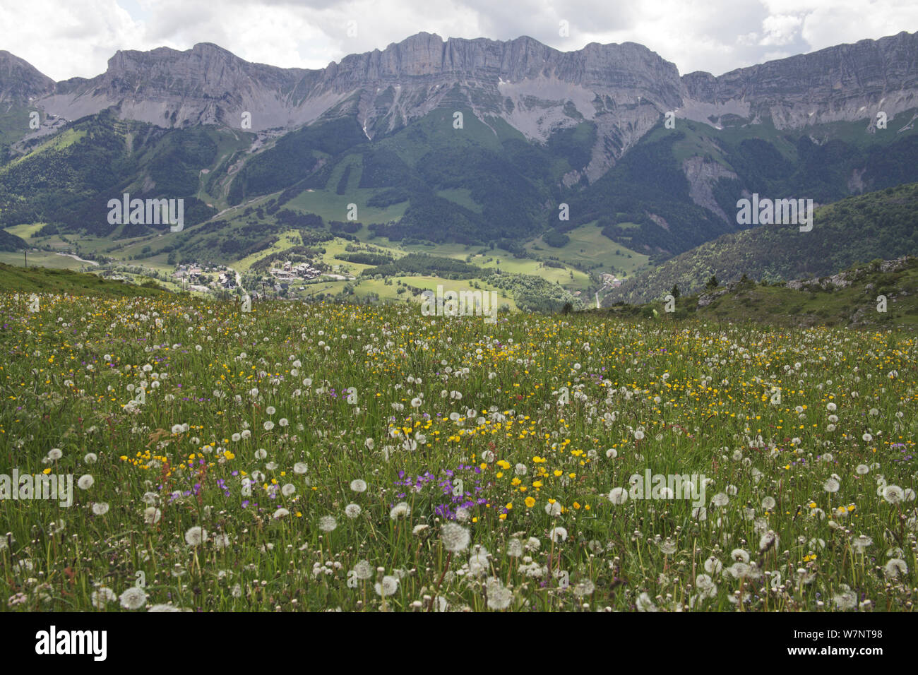 View of wildflower meadow with the Grand Veymont ridge beyond from the Pas du Serpaton, Parc Naturel Regional du Vercors, France, June 2012. Stock Photo