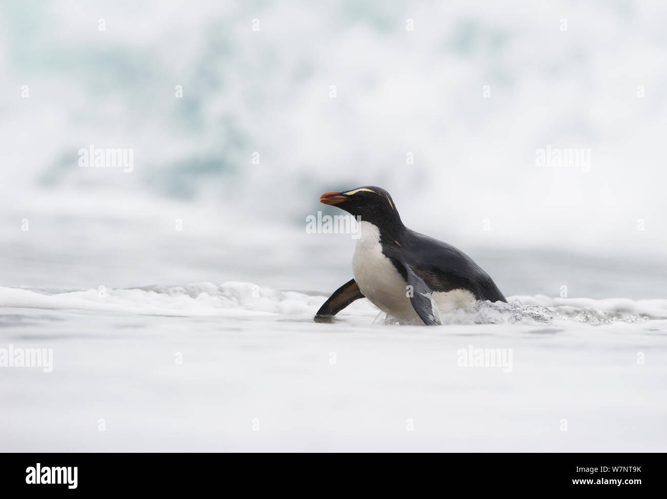 Fiordland crested penguin (Eudyptes pachyrhynchus) in shallow water, Westland, New Zealand, Vulnerable species. November. Stock Photo