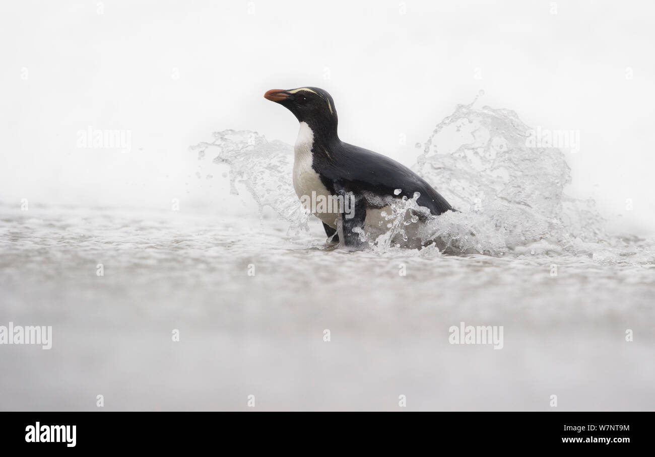 Fiordland crested penguin (Eudyptes pachyrhynchus) in shallow water ...