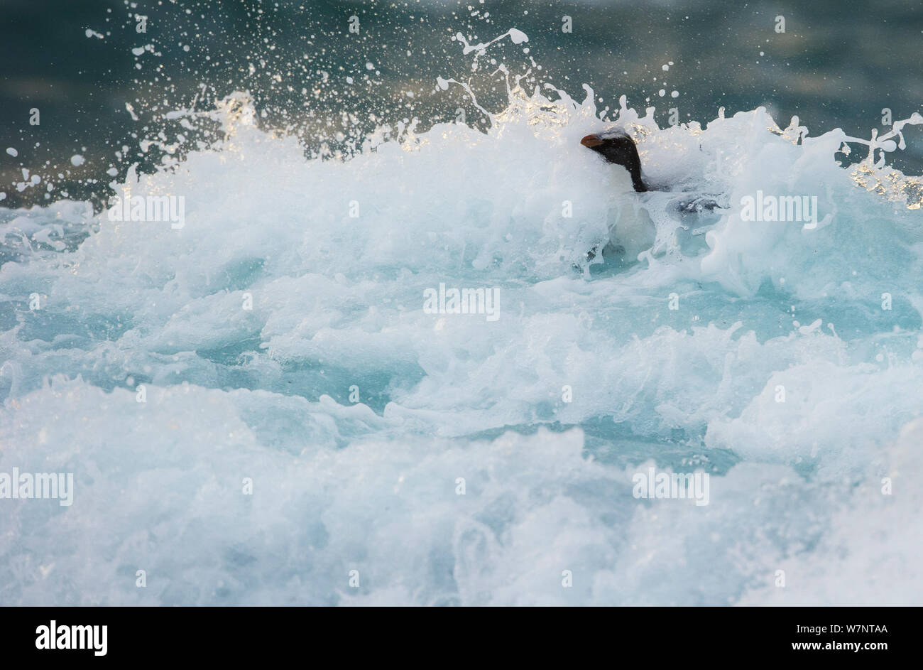 Fiordland crested penguin (Eudyptes pachyrhynchus) in surf near the shore. Westland, New Zealand, Vulnerable species. November. Stock Photo