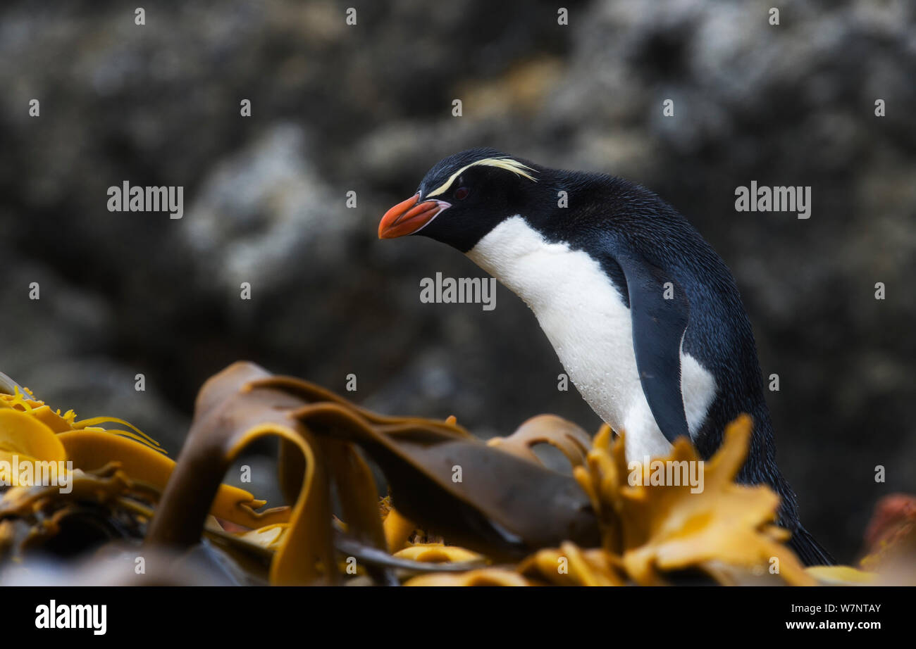 Snares island penguins (Eudyptes robustus) Snares Island, New Zealand, vulnerable species. November. Stock Photo