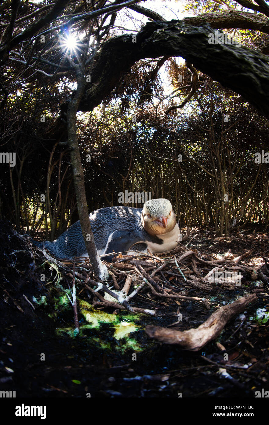 Yellow-eyed Penguin (Megadyptes antipodes) at nesting site in woodland