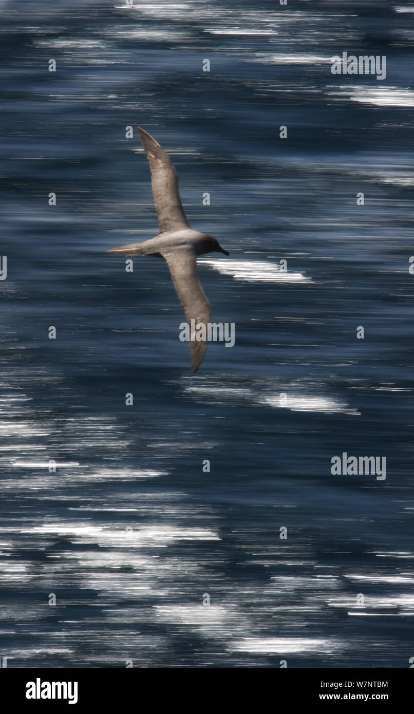 Light mantled albatross hi-res stock photography and images - Alamy