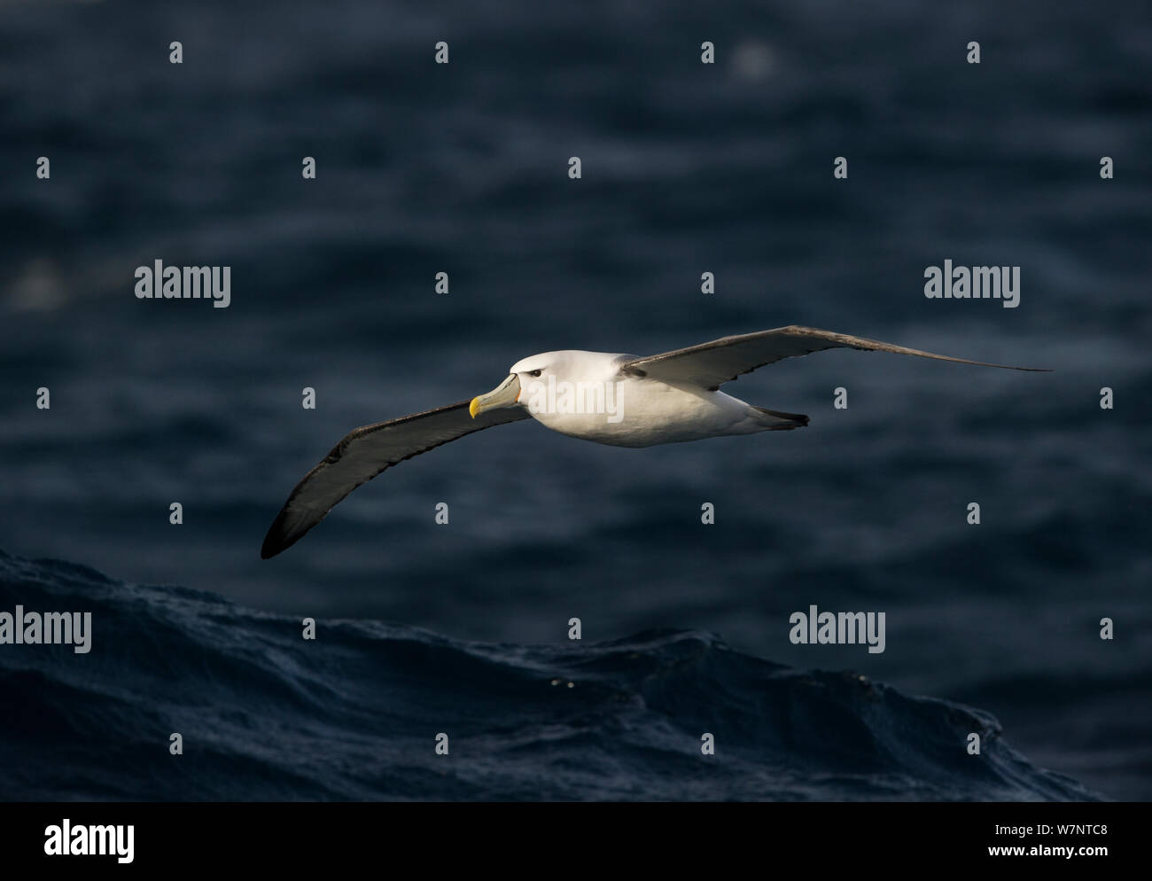 Auckland islands and albatross hi-res stock photography and images - Alamy