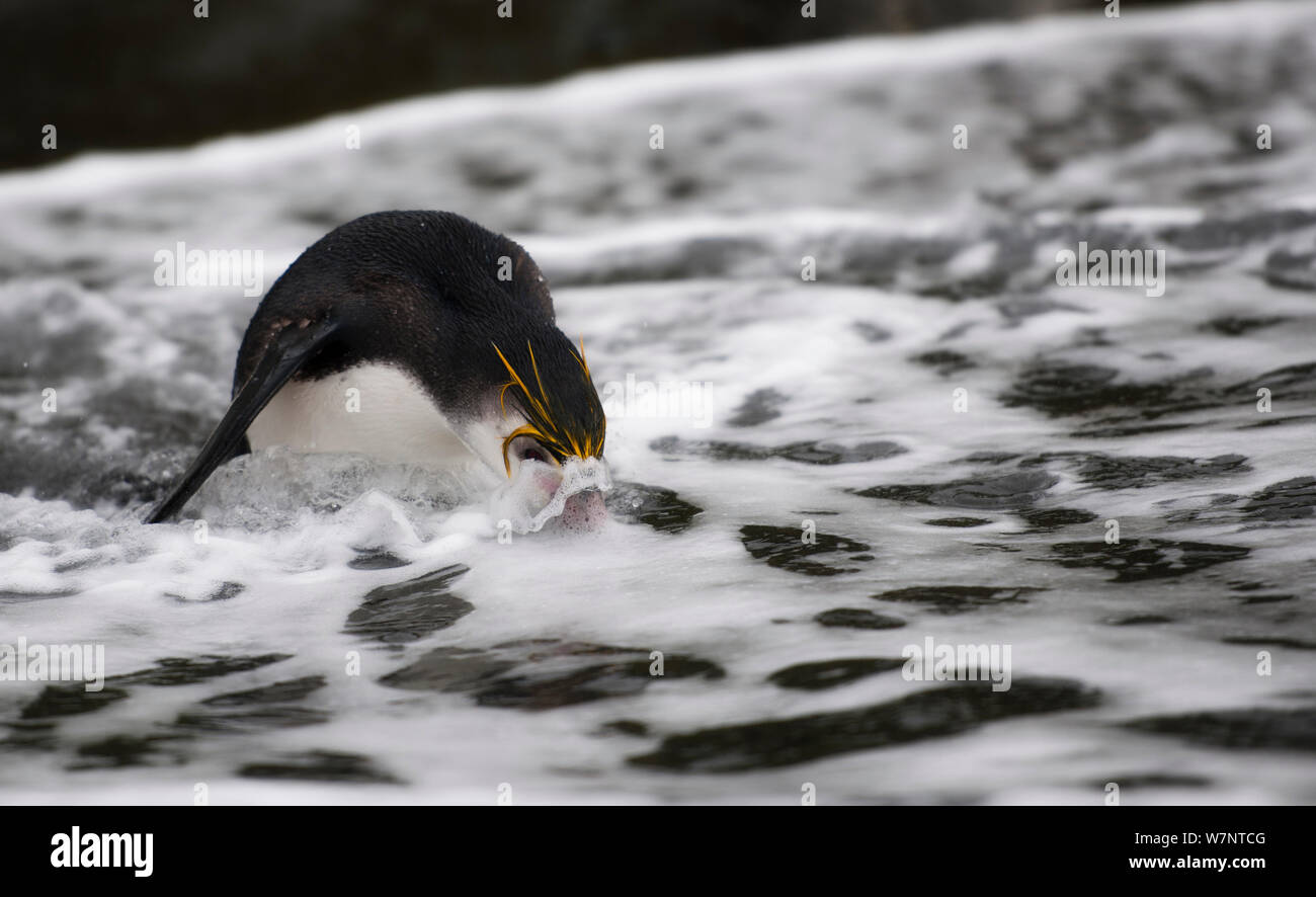 Royal Penguin (Eudyptes schlegeli) entering the sea, Macquarie Island