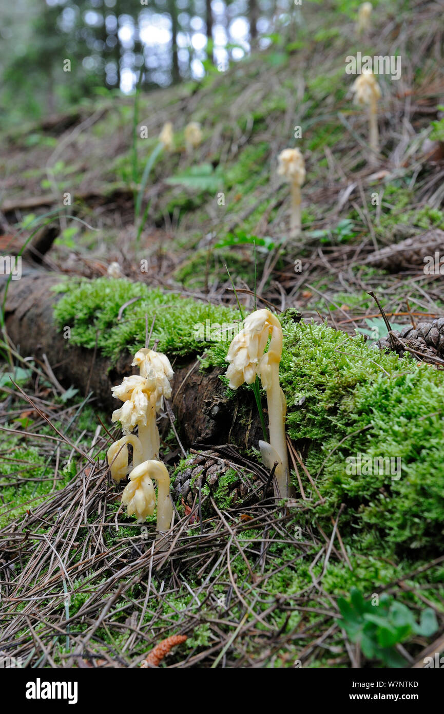 Dutchman's pipe(Hypopitys monotropa) saprophyte plant lacking chlorophyll, growing under mature pines on coastal dunes, North Norfolk, UK, June Stock Photo
