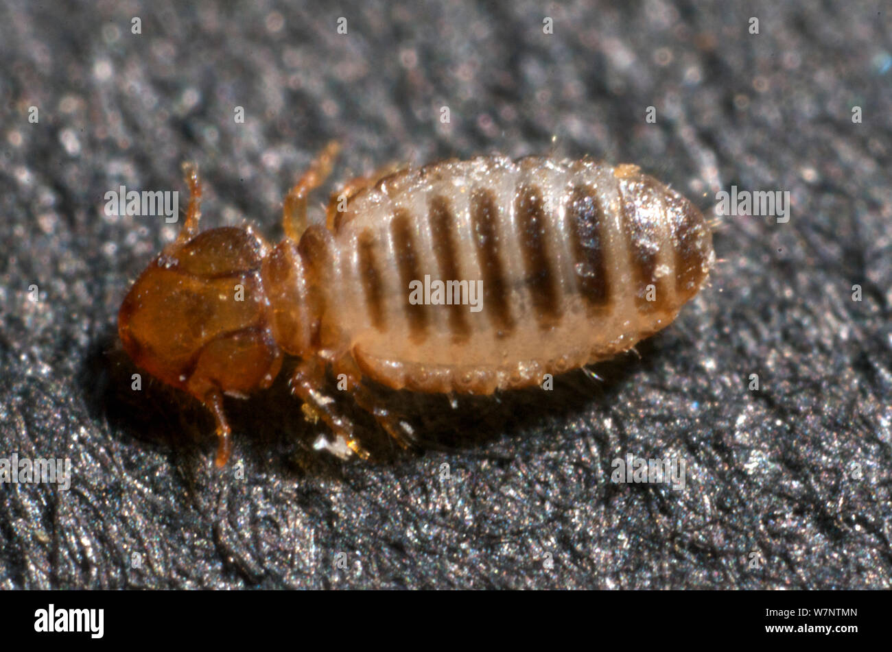 Cattle biting louse (Damalinia bovis) in temperate climates cattle may be infested with this species of Mallophaga. Length 3mm approximately Stock Photo