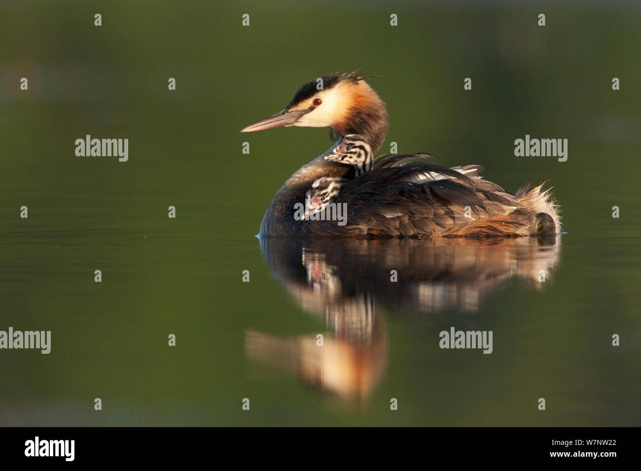 Baby grebes hires stock photography and images Alamy