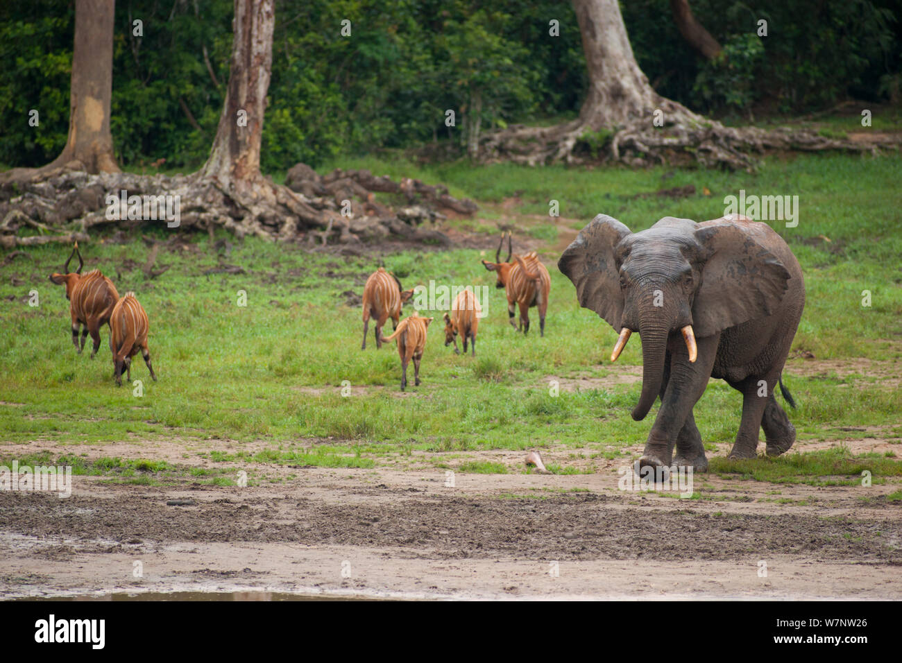 African Forest elephant (Loxodonta africana cyclotis) entering bai whilst group of Bongo antelope (Tragelaphus euryceros) leave, Dzanga Bai, Dzanga-Ndoki National Park, Central African Republic Stock Photo