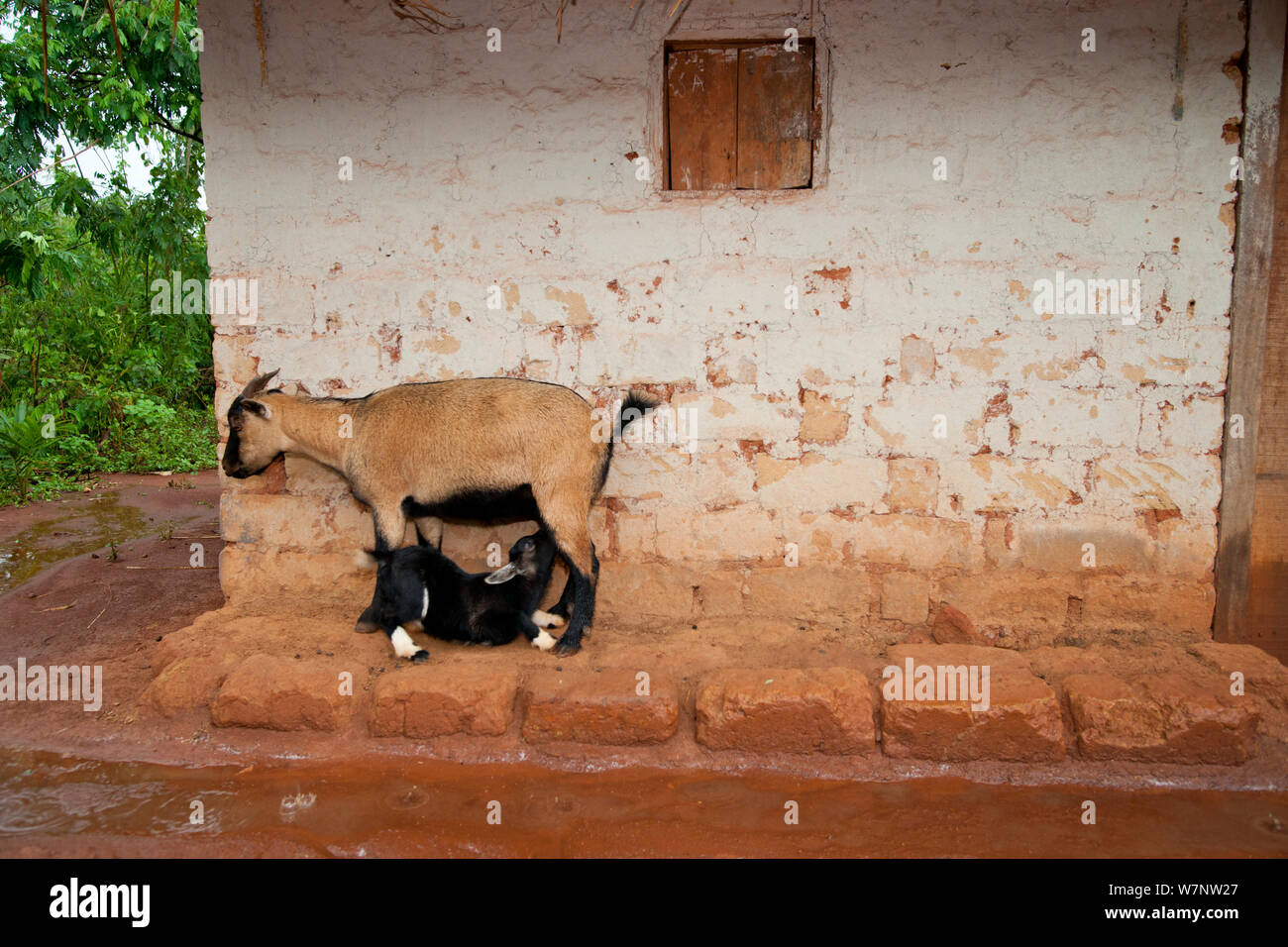 African domestic goat female with suckling kid, sheltering under the eves of a village house in wet season, Boukoko village, Central African Republic Stock Photo