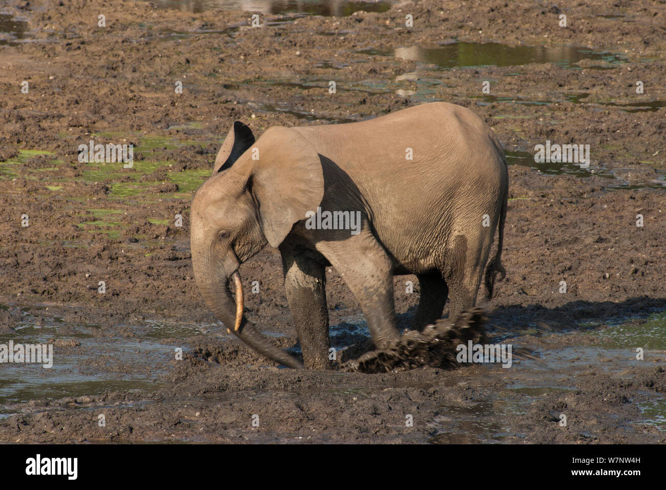African Forest elephant (Loxodonta africana cyclotis) adult excavating mineral-rich sediment hole in stream flowing through bai clearing, Dzanga-Ndoki National Park, Central African Republic Stock Photo