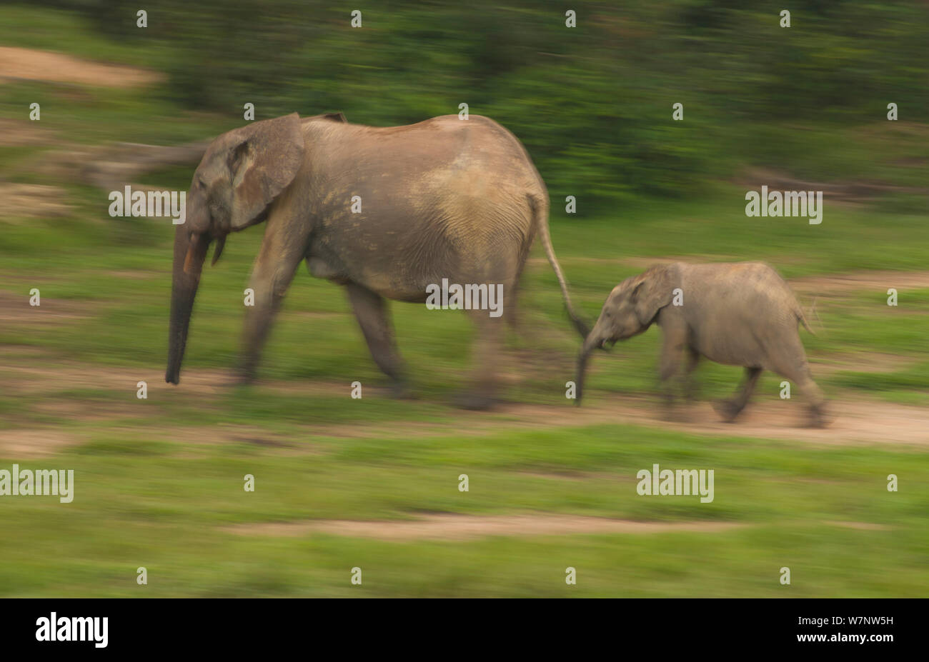 African Forest elephant (Loxodonta africana cyclotis) calf following mother, blurred motion as they visit Dzanga Bai in the early evening, Dzanga-Ndoki National Park, Central African Republic Stock Photo