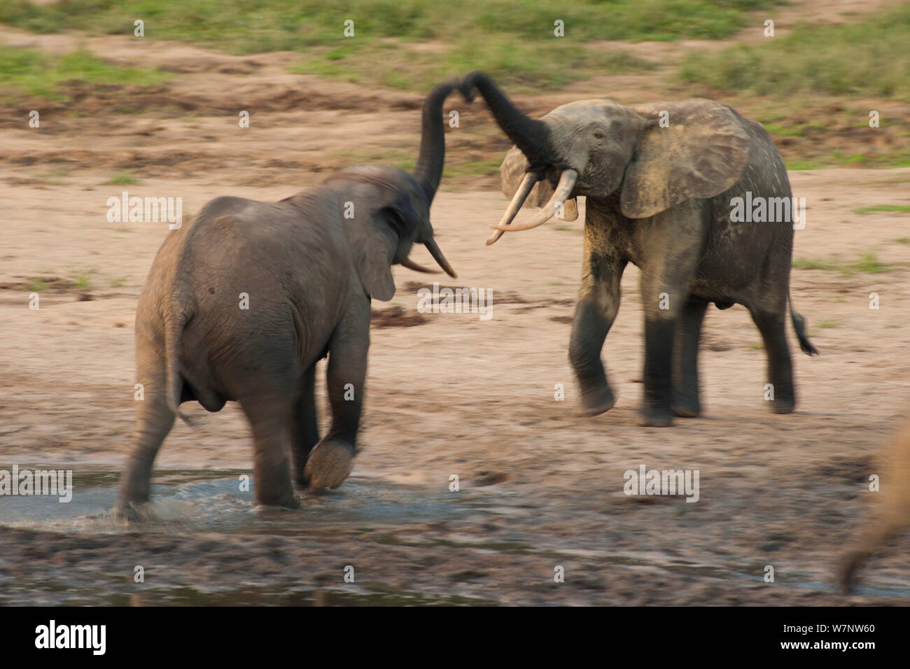 African Forest elephant (Loxodonta africana cyclotis) two bulls sparring, competition for access to valuable minerals located at certain points within the clearing's water points, Dzanga-Ndoki National Park, Central African Republic Stock Photo