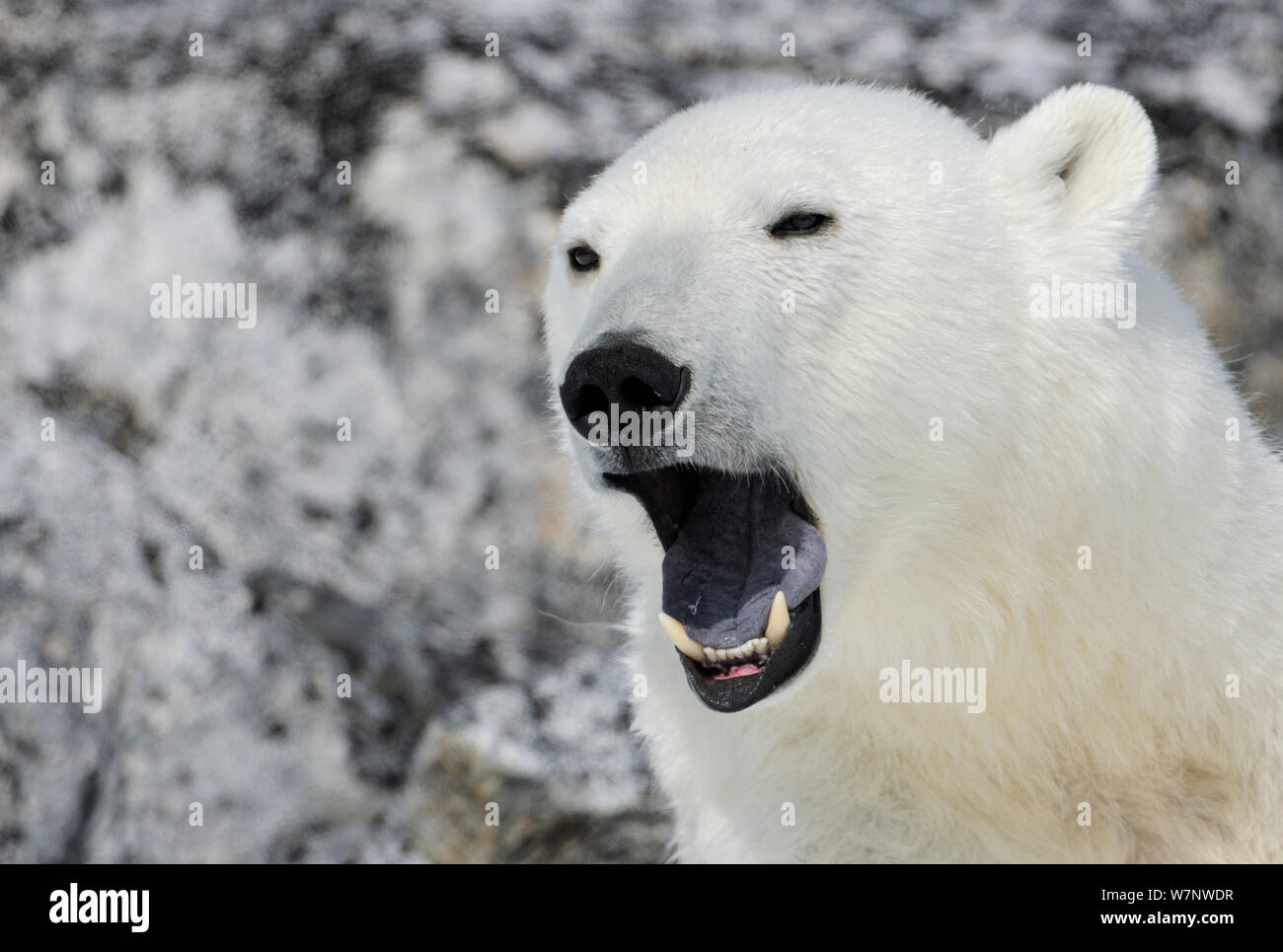 Polar Bear (Ursus maritimus) face portrait with bear yawning showing blue tongue, Svalbard, Norway Stock Photo