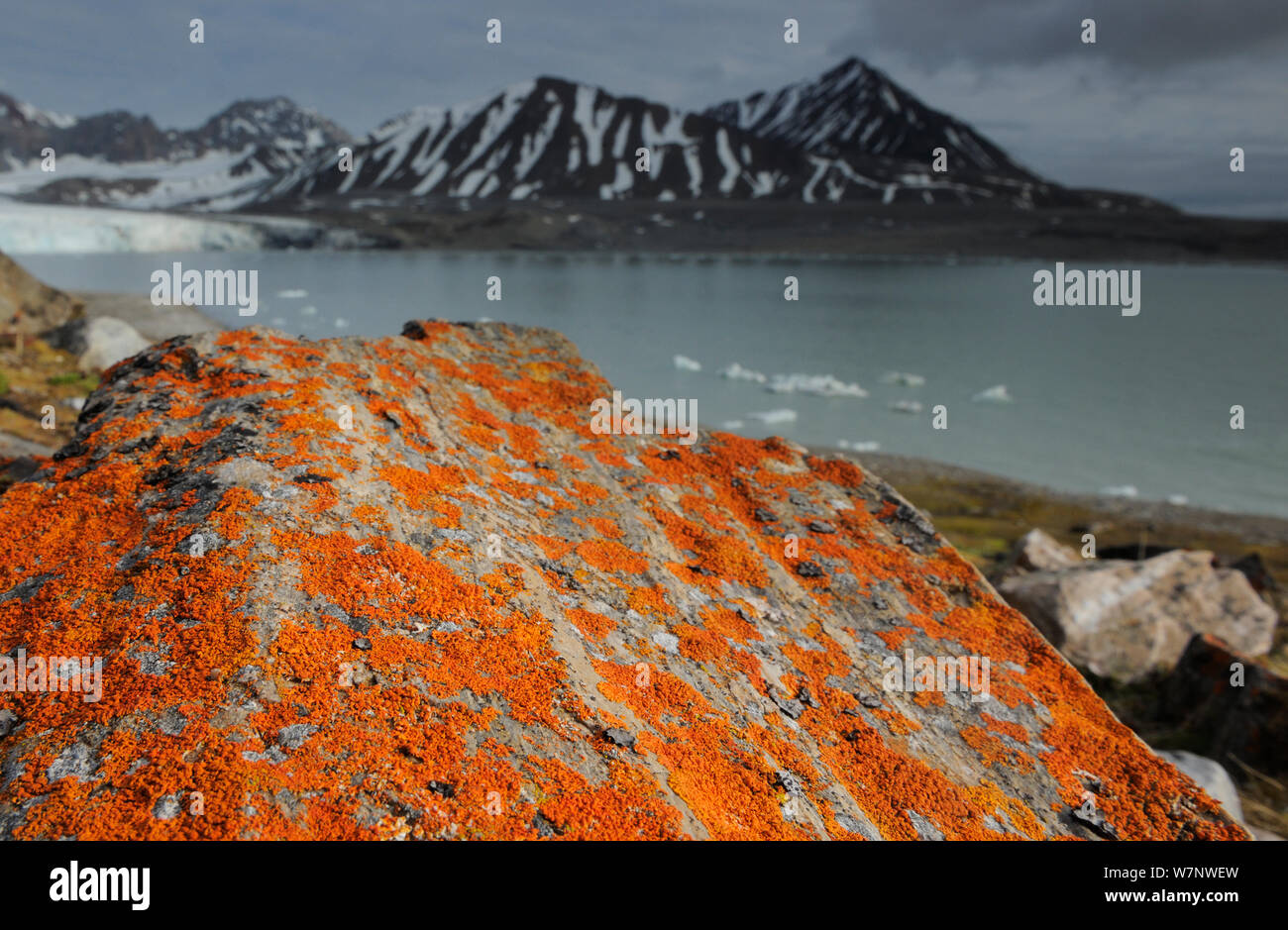 Lichen (Xanthoria sp) growing on rocks by coastline, Svalbard, Norway Stock Photo