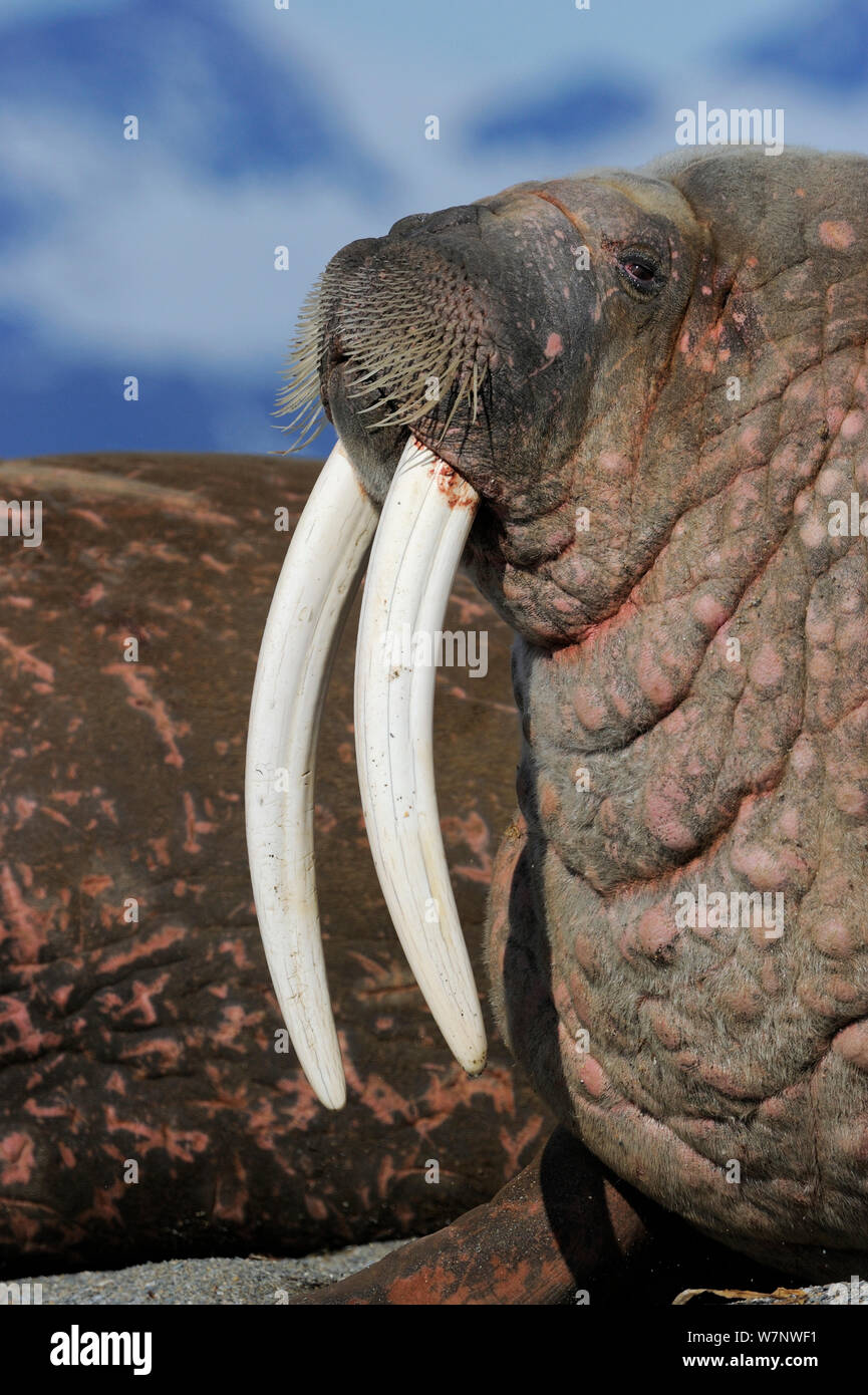 Valross Walrus (Odobenus rosmaris) profile showing tusks, Svalbard, Norway ...