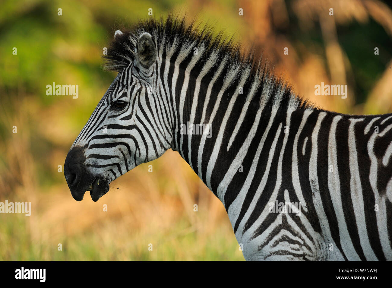 Common zebra (Equus quagga) profile portrait, Durban, South Africa Stock Photo