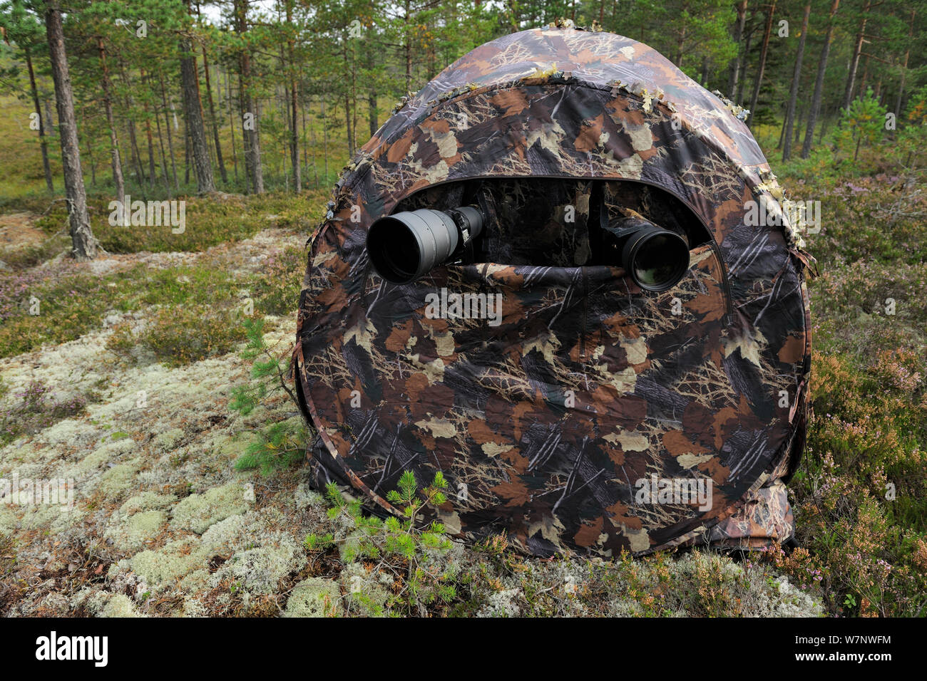 Photography tent / hide, set up for bear watching, Karmansbo, Vastmanland, Sweden August 2011 Stock Photo