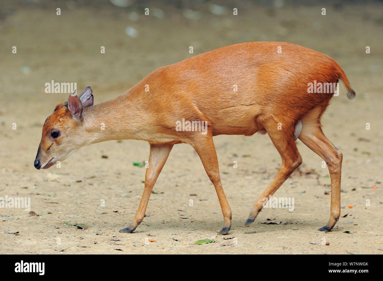 Red duiker (Cephalophus natalensis) walking profile, St Lucia wetlands National Park, South Africa Stock Photo