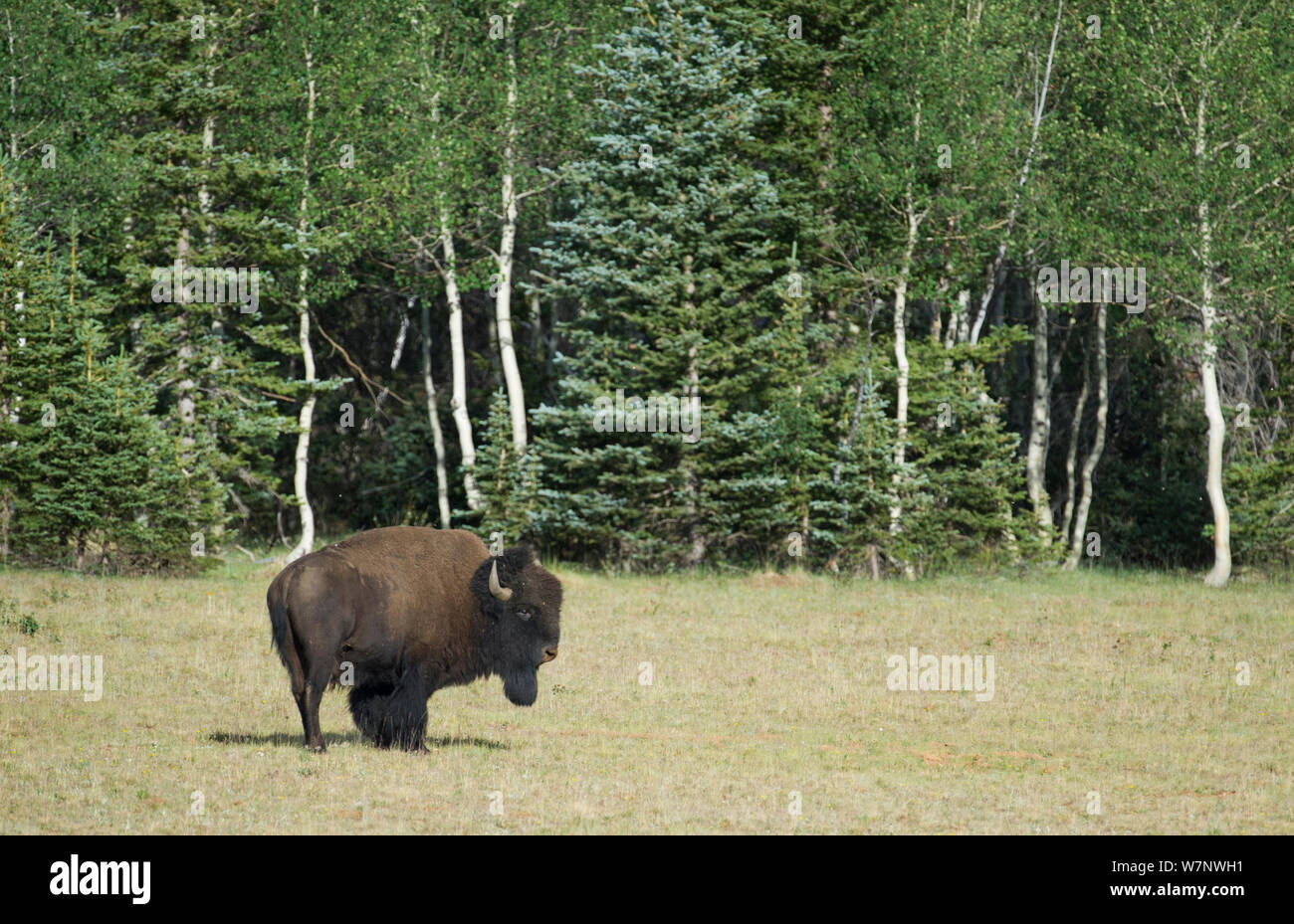 Kaibab national forest arizona hires stock photography and images Alamy
