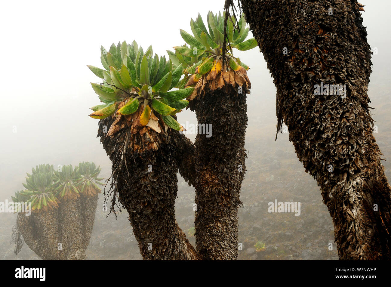 Giant groundsel (Dendrosenecio kilimanjari) plants, endemic to the higher altitude zones of Kilimanjaro in subalpine forests, Mount Kilimanjaro, Tanzania Stock Photo