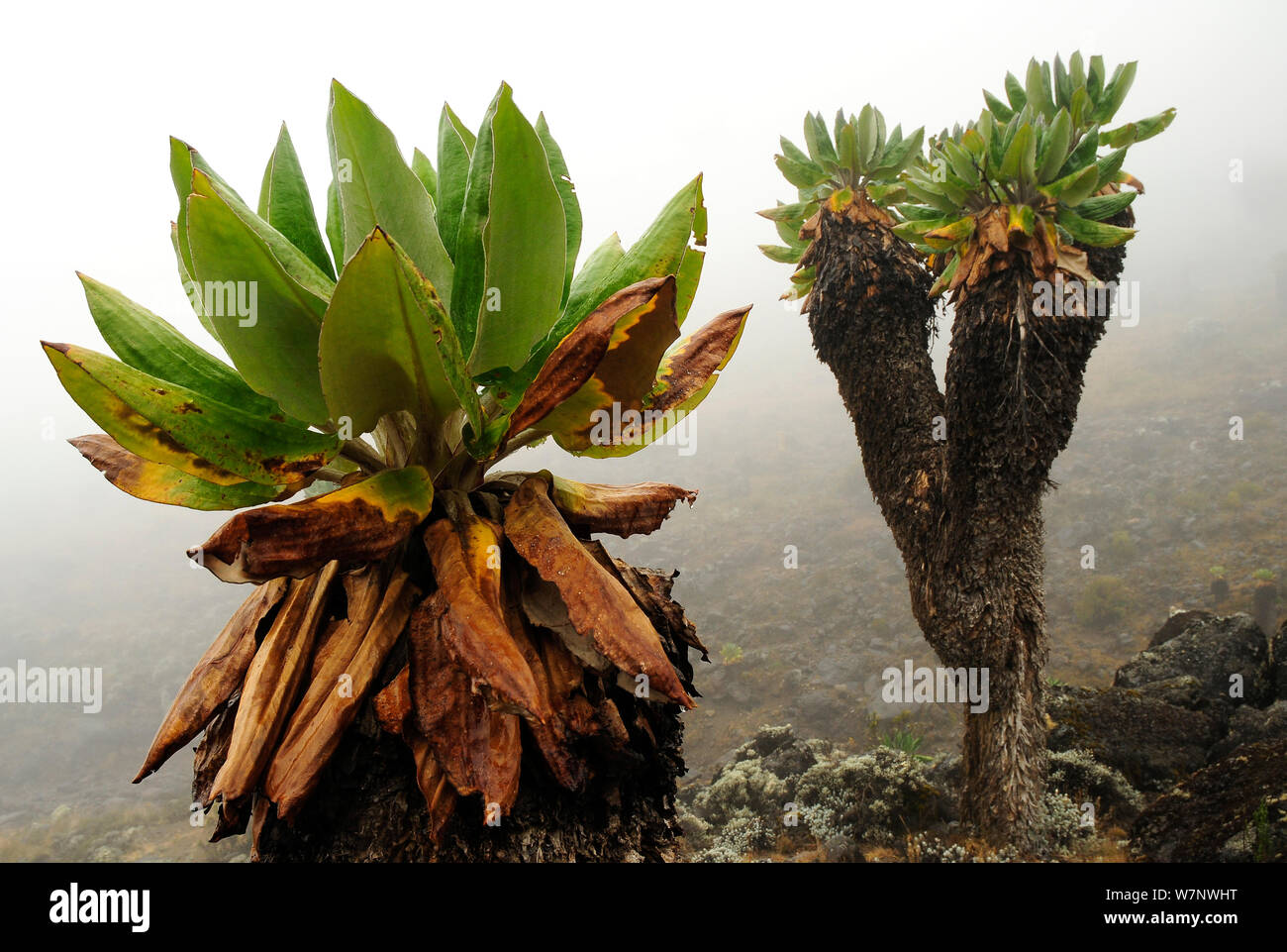 Giant groundsel (Dendrosenecio kilimanjari) plants, endemic to the higher altitude zones of Kilimanjaro in subalpine forests, Mount Kilimanjaro, Tanzania Stock Photo