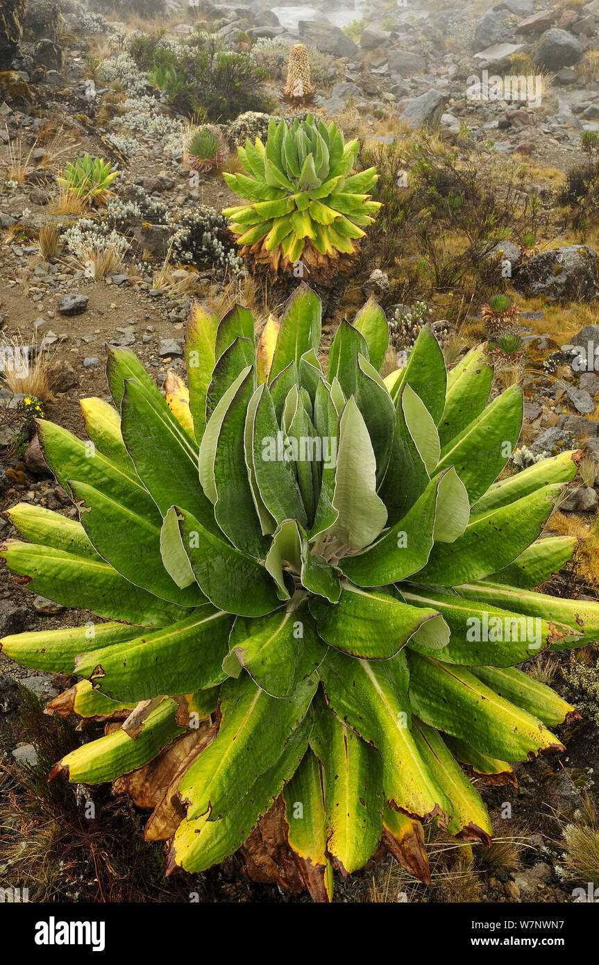 Giant groundsel (Dendrosenecio kilimanjari) plants, endemic to high altitude zones of Kilimanjaro in subalpine forests, Mount Kilimanjaro, Tanzania Stock Photo