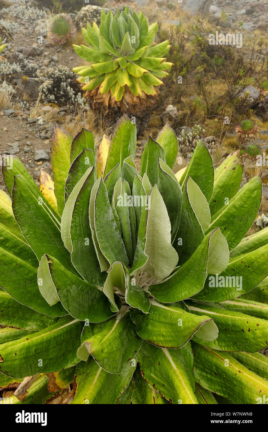 Giant groundsel (Dendrosenecio kilimanjari) plants, endemic to high altitude zones of Kilimanjaro in subalpine forests, Mount Kilimanjaro, Tanzania Stock Photo
