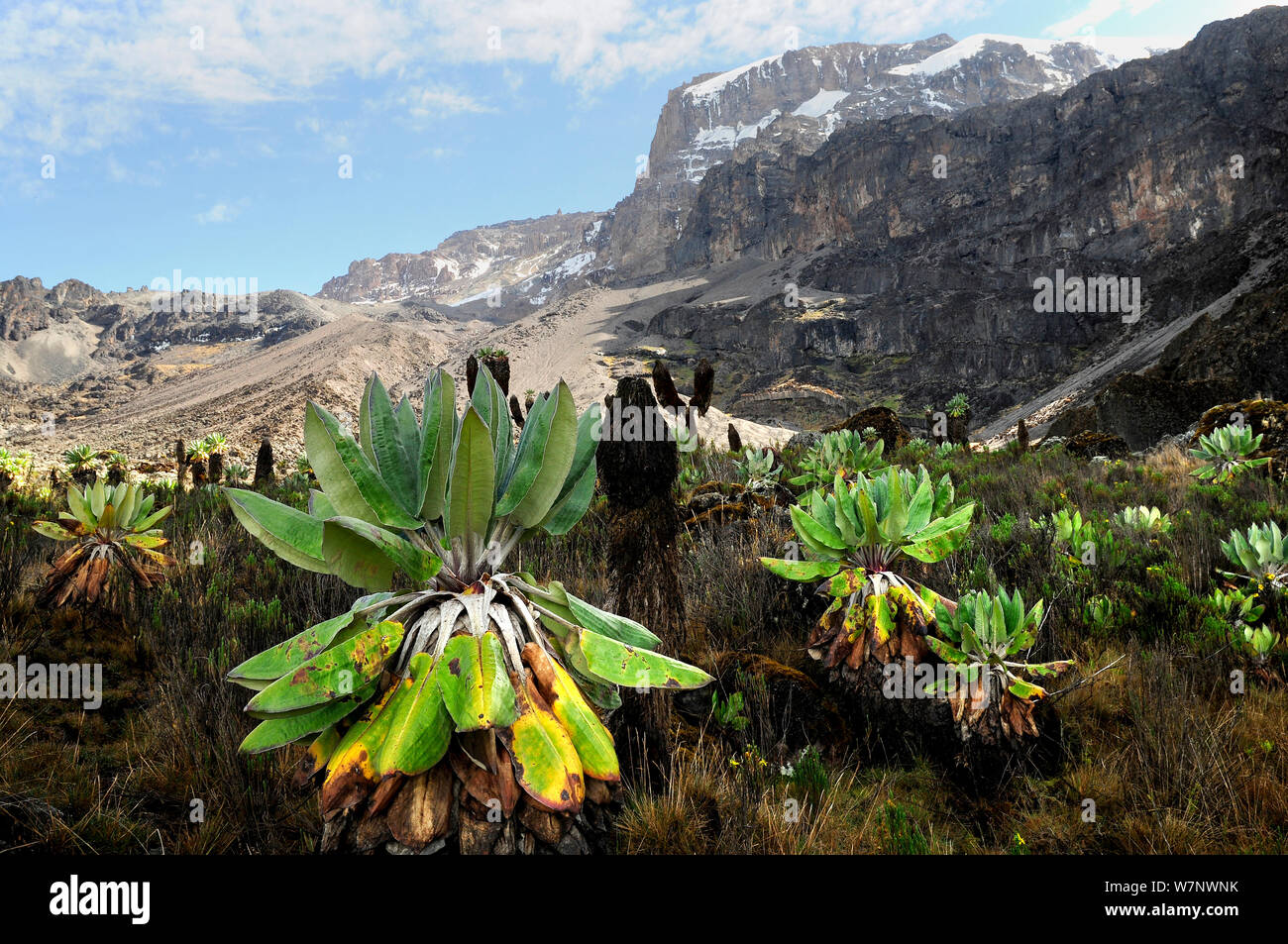 Giant groundsel (Dendrosenecio sp) at 4000m altitude on slopes of Mount Kilimanjaro, Tanzania Stock Photo