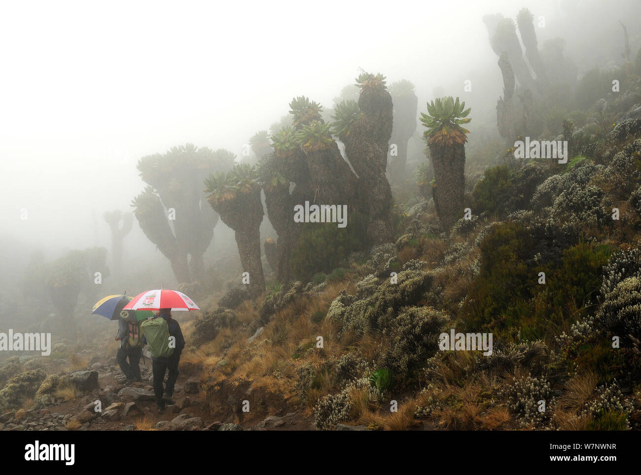 Giant grounsel (Dendrosenecio kilimanjari) plants endemic to the higher altitude zones, with people hiking carrying  umbrellas, subalpine forests of Mount Kilimanjaro, Tanzania Stock Photo