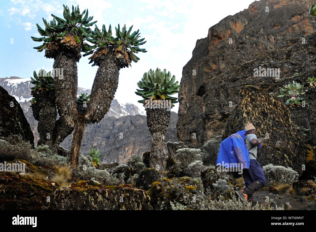 Porters walking amongst endemic Giant groundsel (Dendrosenecio sp) plants on higher slopes of Mount Kilimanjaro, Tanzania Stock Photo