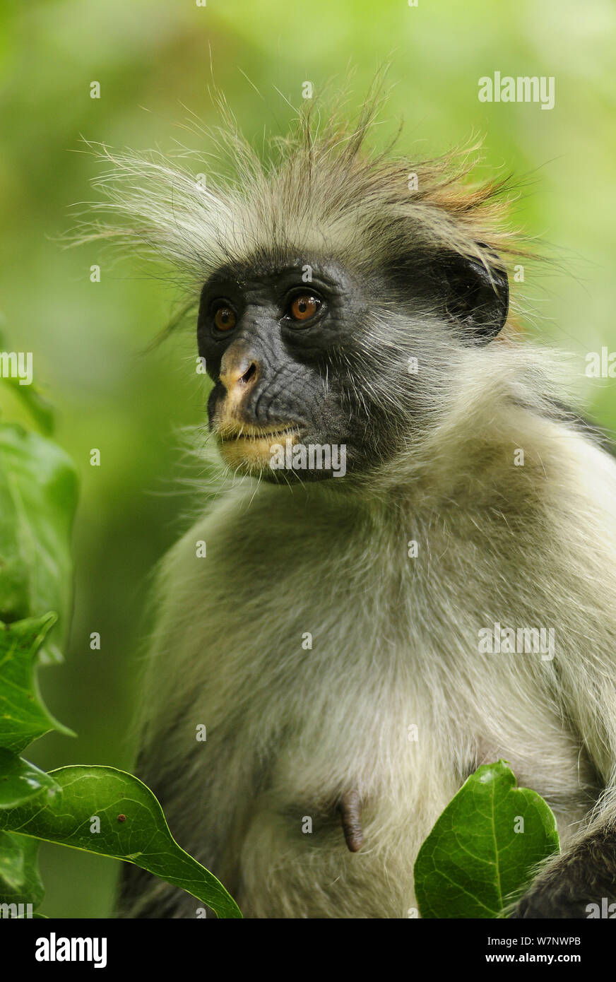 Zanzibar red colobus (Piliocolobus kirkii) portrait, Jozany Forest, Zanzibar, Tanzania. Highly endangered Stock Photo