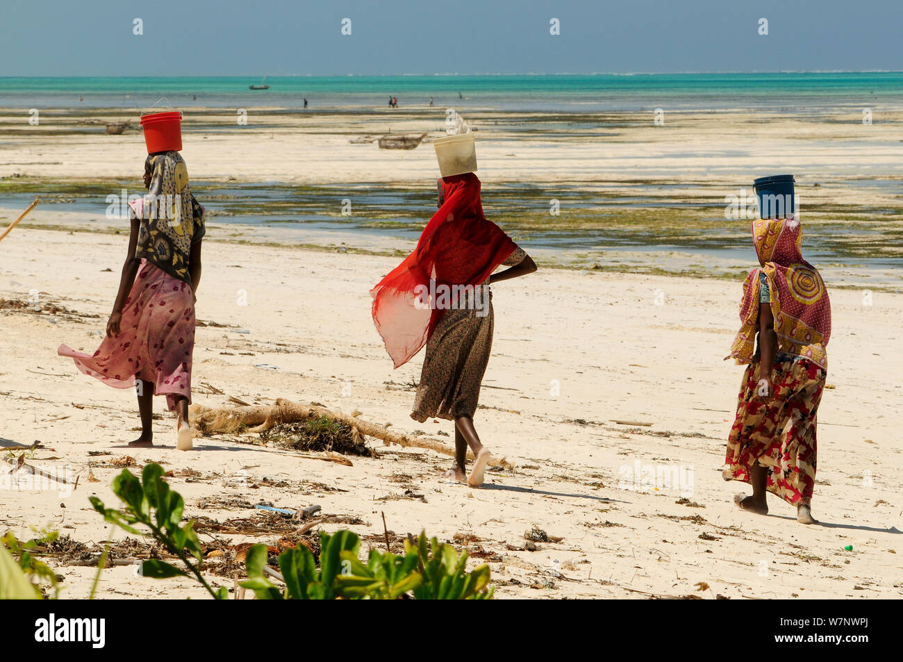 Local women collecting seaweed on beach along Jambiani East Coast of