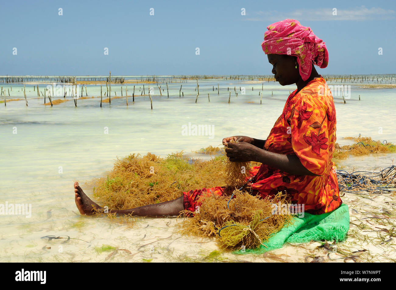 Woman sitting on beach sorting the seaweed she has gathered, Jambiani East Coast, Zanzibar, Tanzania Stock Photo