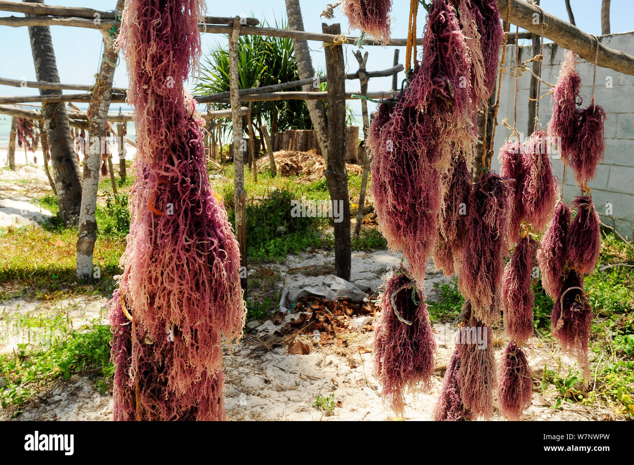 Seaweed drying in the sun, Jambiani's East Coast, Zanzibar, Tanzania
