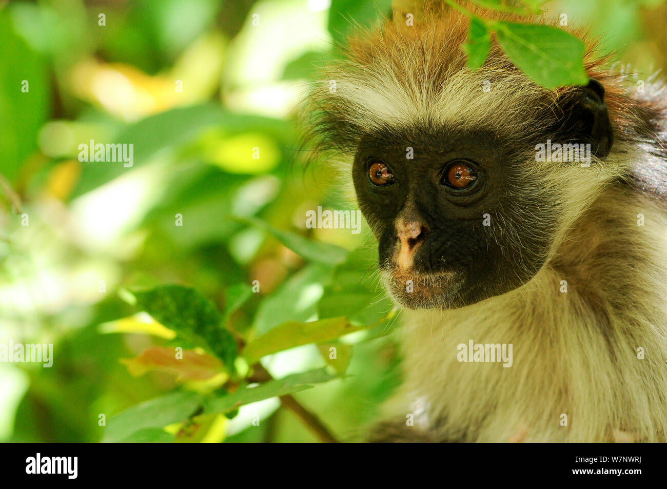 Zanzibar red colobus portrait (Piliocolobus kirkii), Jozany Forest, Zanzibar, Tanzania. Highly endangered Stock Photo