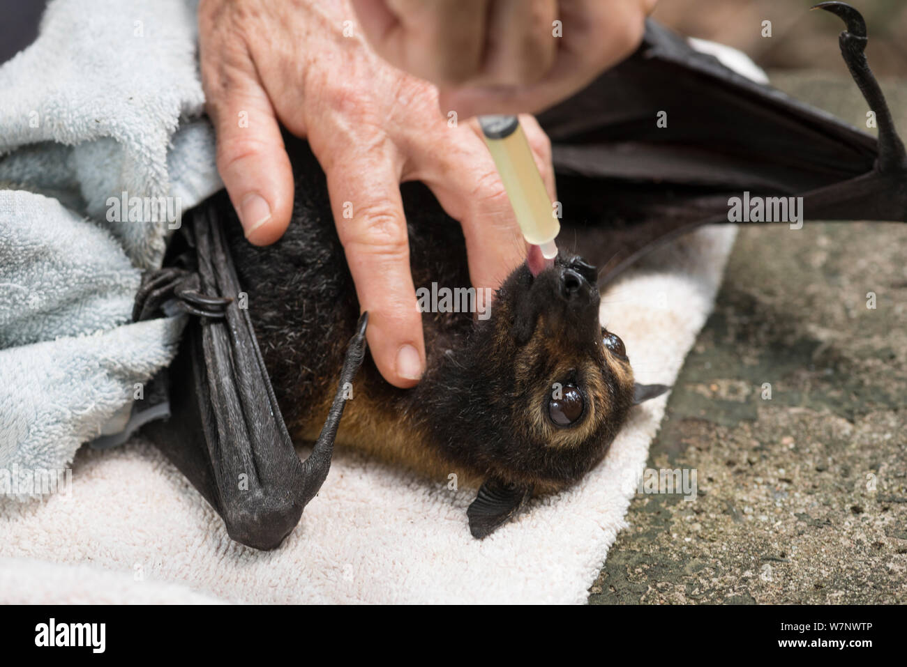 Spectacled flying fox (Pteropus conspicillatus) casualty of paralytic tick (Ixodes holocyclus) bite being cared for on site of colony by Jenny Mclean, North Queensland, Australia, November 2012 Stock Photo