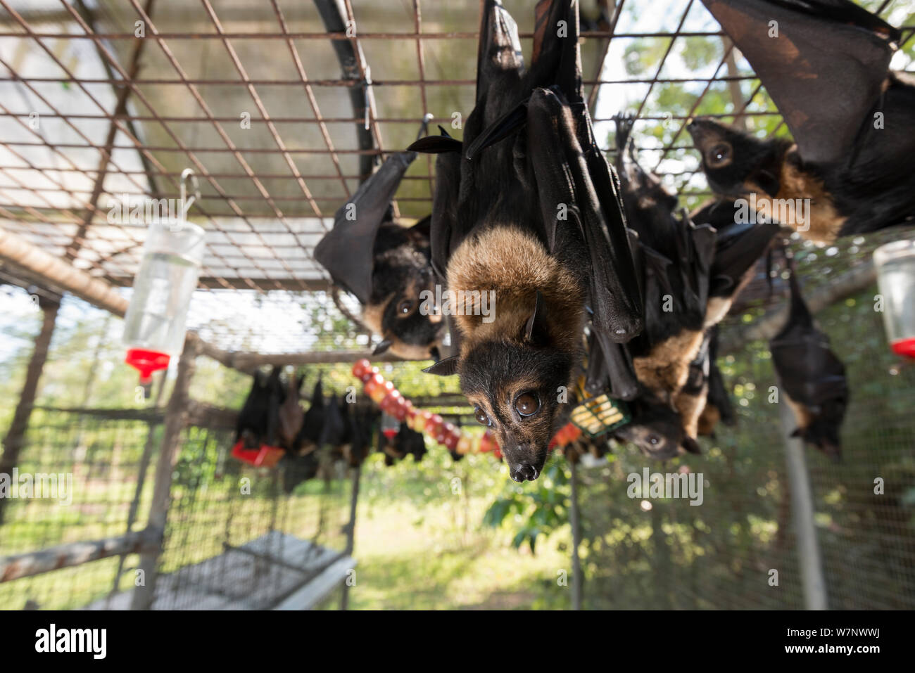 Fruit bats cages hires stock photography and images Alamy