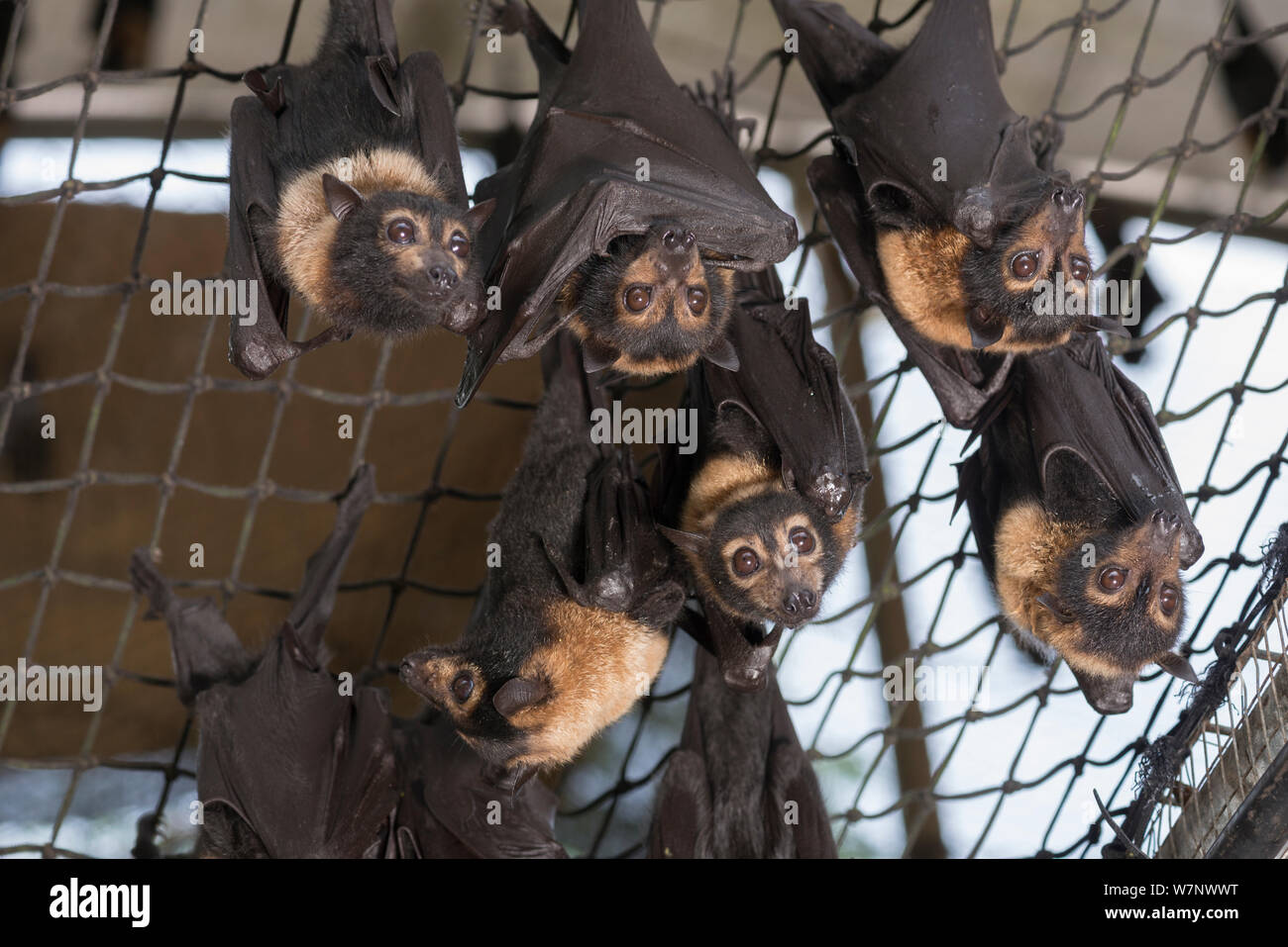 Feeding time at the Tolga Bat Hospital aviary where the fruitbats or
