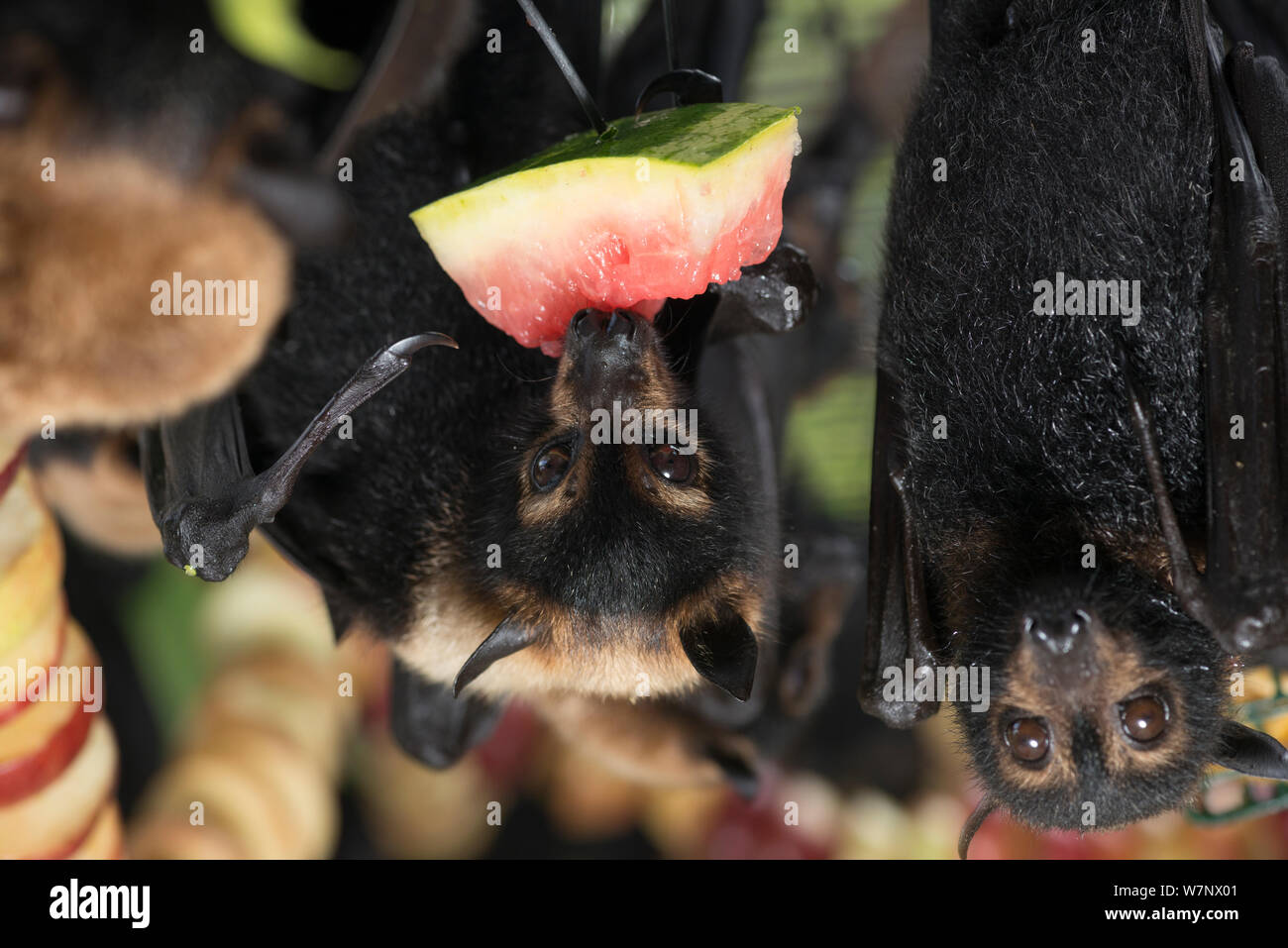 Fruit bats hires stock photography and images Alamy