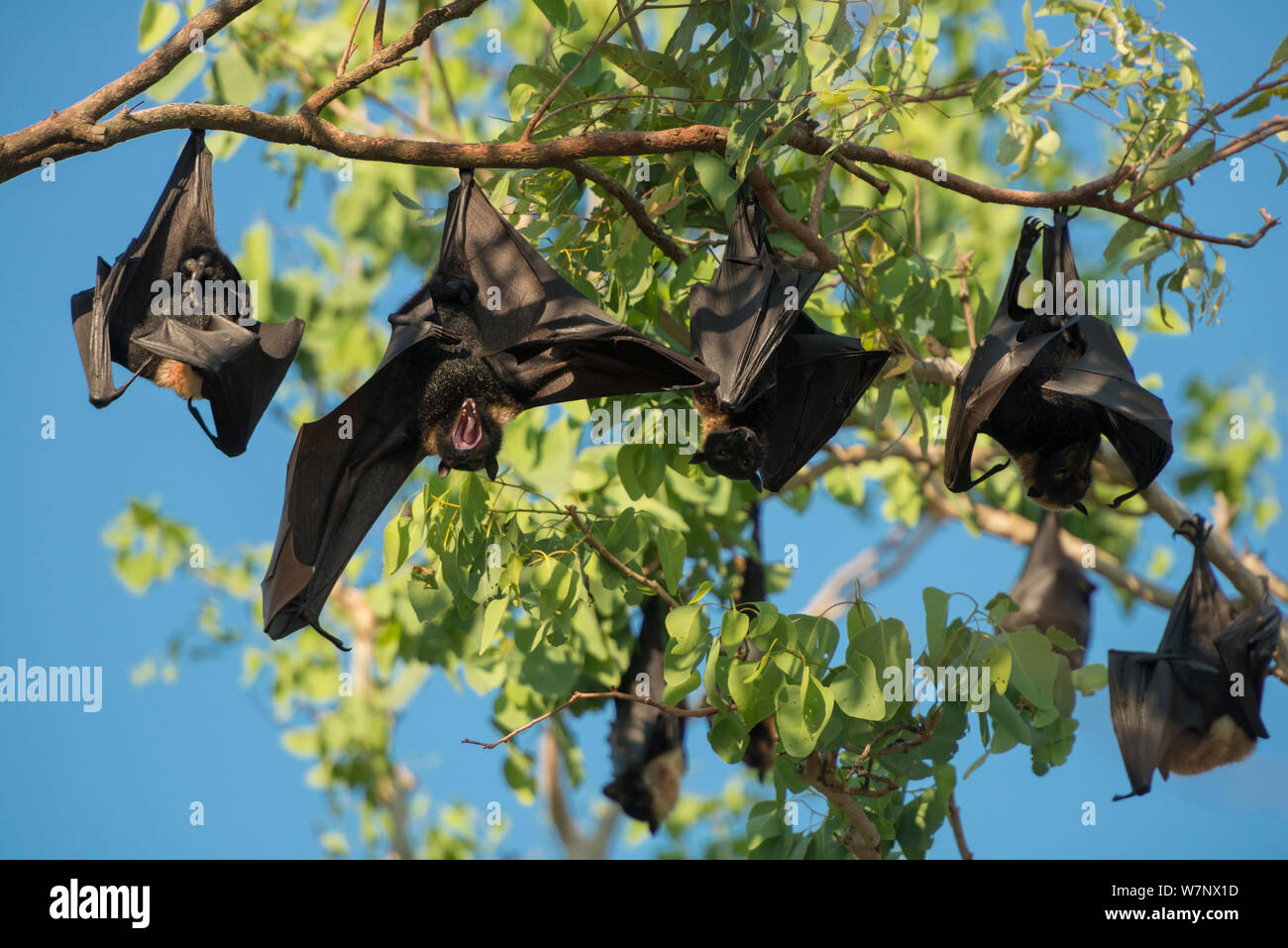 Spectacled flying fox (Pteropus conspicillatus) colony roosting during daytime, one stretching wings, North Queensland, Australia, November 2012 Stock Photo