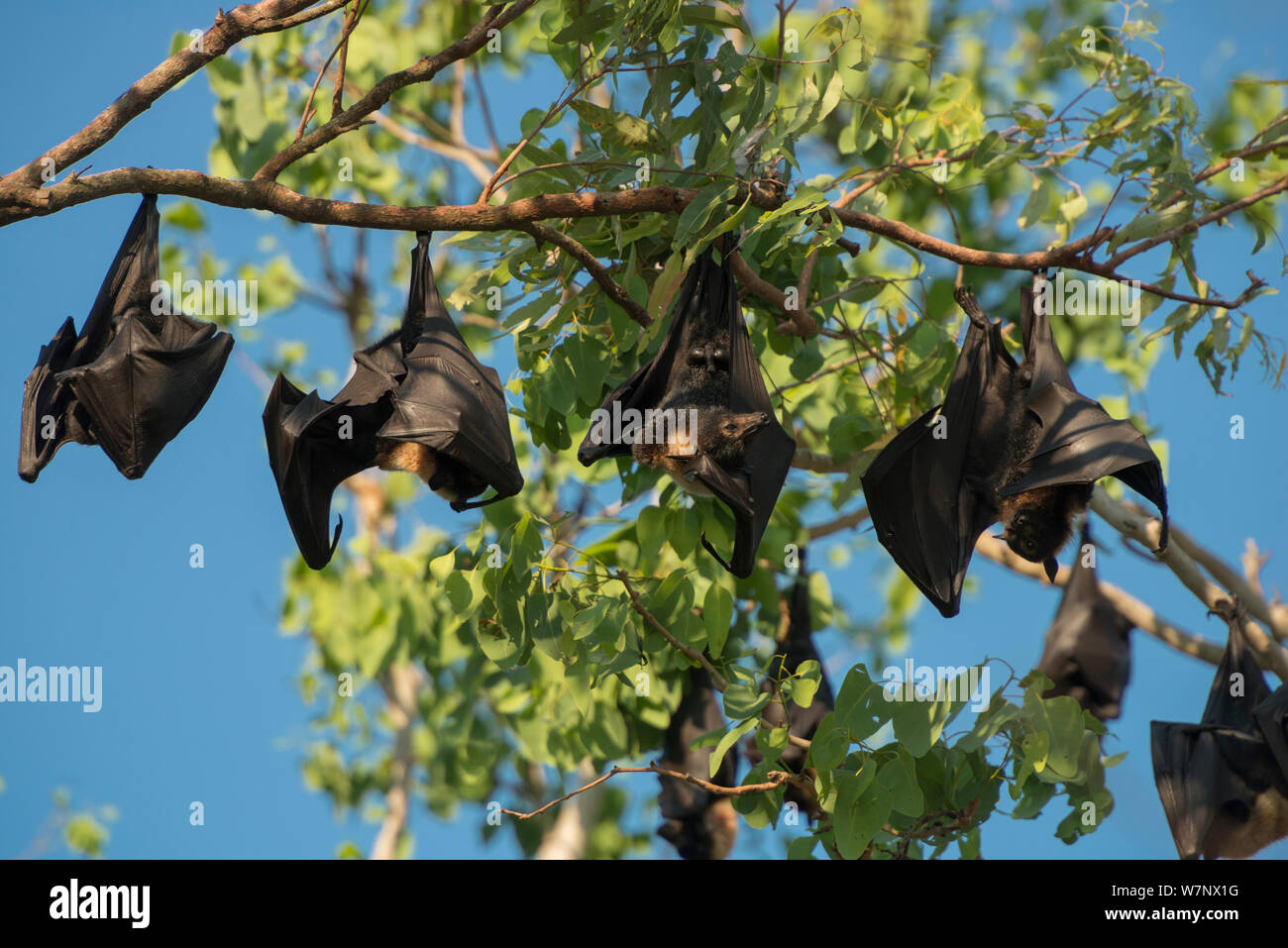 Spectacled flying fox (Pteropus conspicillatus) colony roosting during daytime, North Queensland, Australia, November 2012 Stock Photo