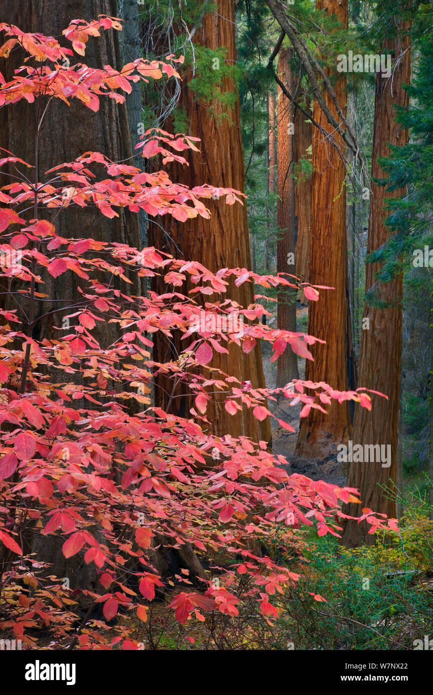 Dogwood (Cornus nuttallii) leaves in Autumn amongst Giant Sequoias (Sequoiadendron giganteum) Sequoia National Park, California, October. Stock Photo