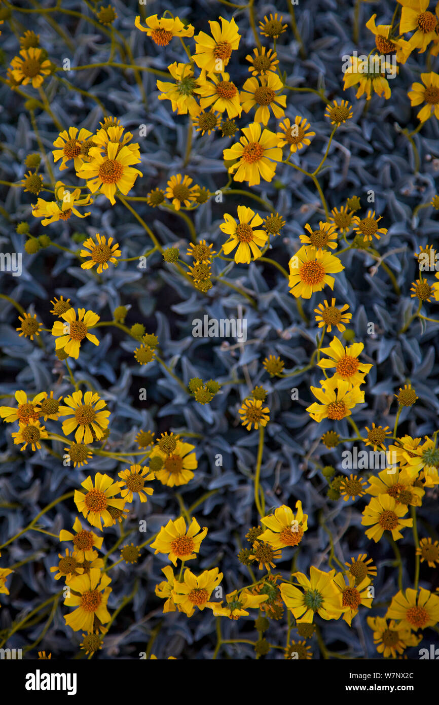 Brittlebrush (Encelia farinosa) flowering in Anza-Borrego Desert, California, April Stock Photo