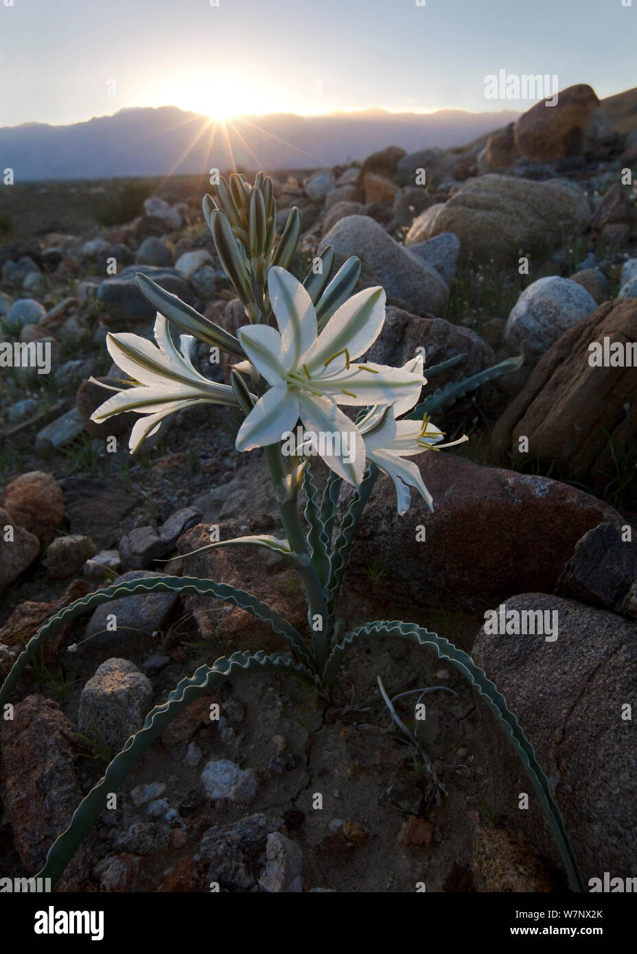 Desert Lily (Hesperocallis undulata) which only in years when there enough rainfall, Anza Borrego Desert State Park, California, USA. March. Stock Photo