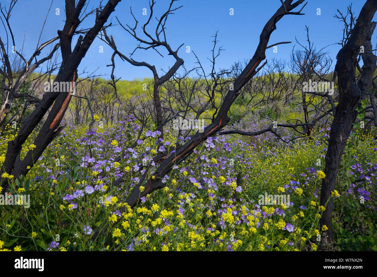 Spring flowers including Phacelia and Mustard  in the burned remnants of the Angeles National Forest after the Station Fire of 2009, Southern California, USA, May 2010. Stock Photo