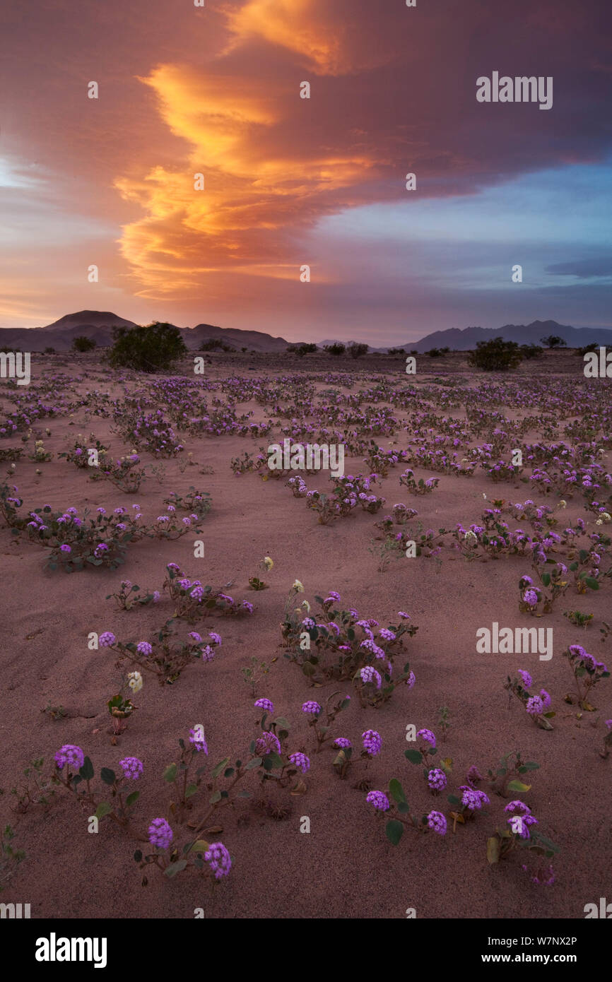 Sand verbena (Abronia villosa) in bloom with lenticular cloud at sunset, Death Valley National Park, California, USA. April Stock Photo