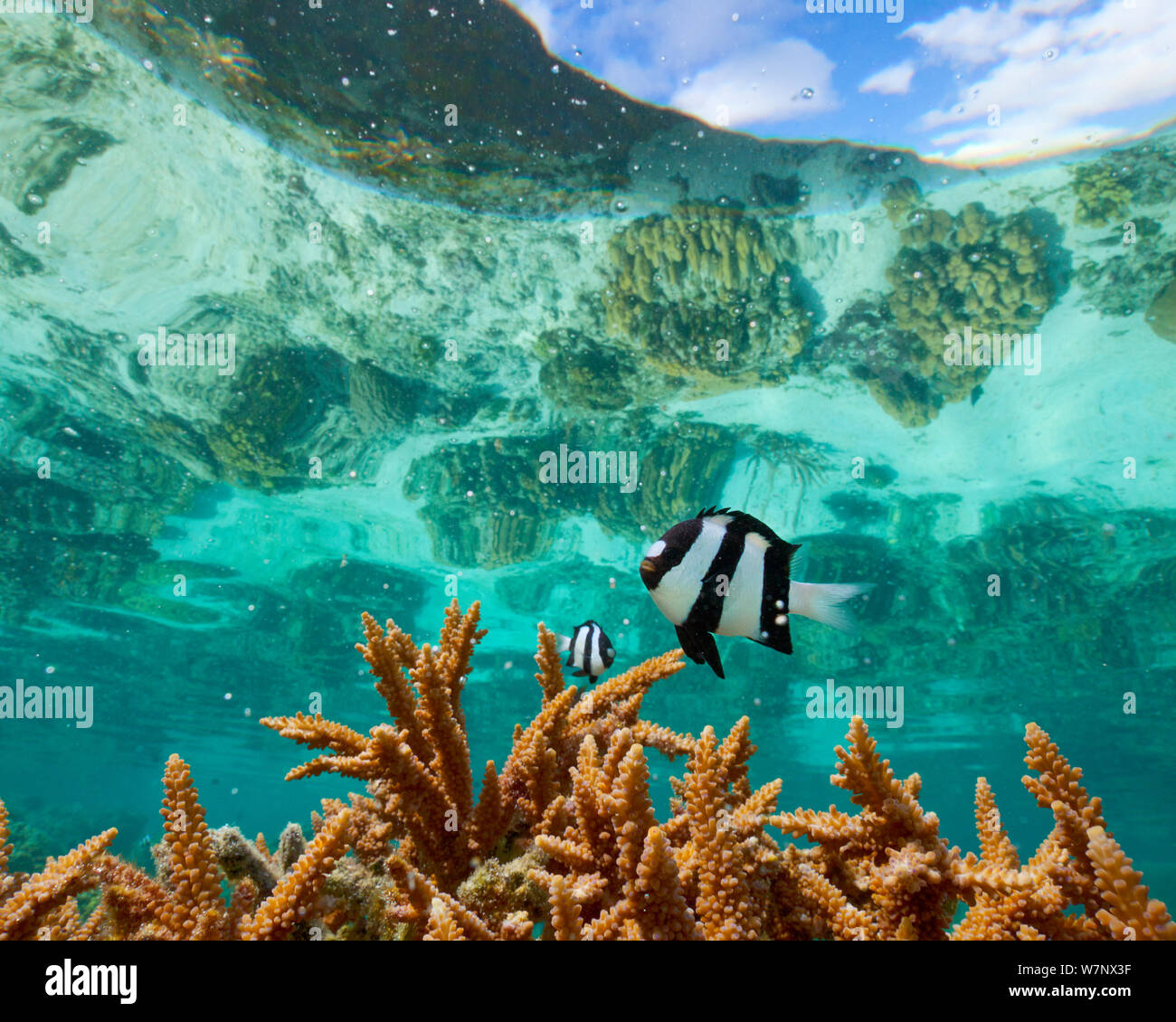 Humbug dascyllus (Dascyllus aruanus)  guarding his patch of staghorn coral in a shallow lagoon on Ofu, American Samoa. January. The window of sky above is a result of the phenomenon known as Snell's Window. Stock Photo