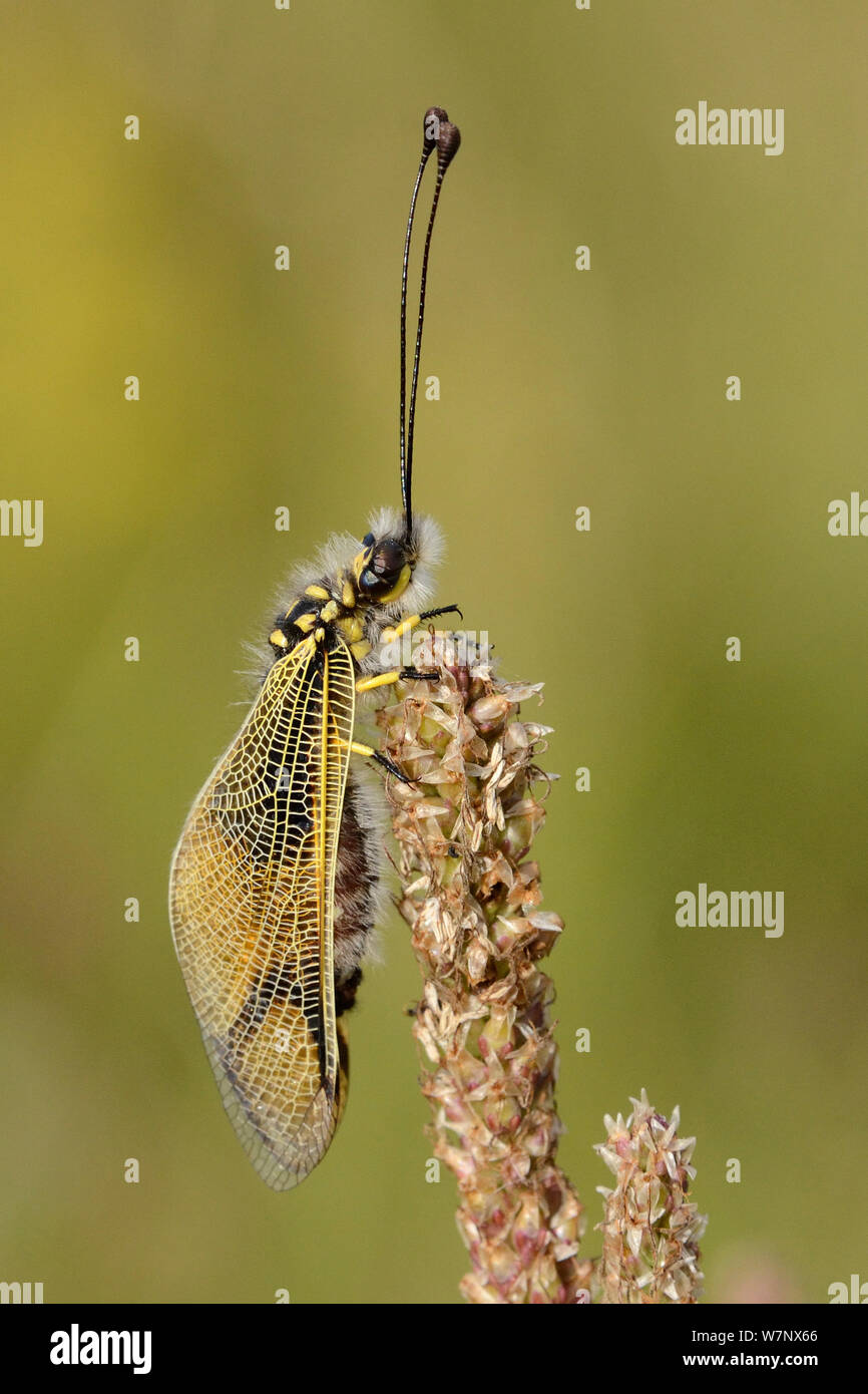 Owlfly (Libelloides longicornis). Lozere, France, July. Stock Photo