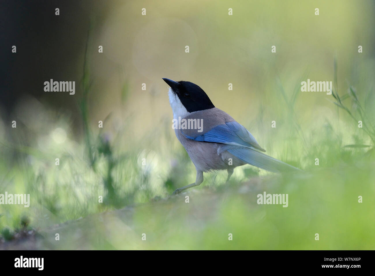 Azure Winged Magpie (Cyanopica cyanus). France, May. Stock Photo